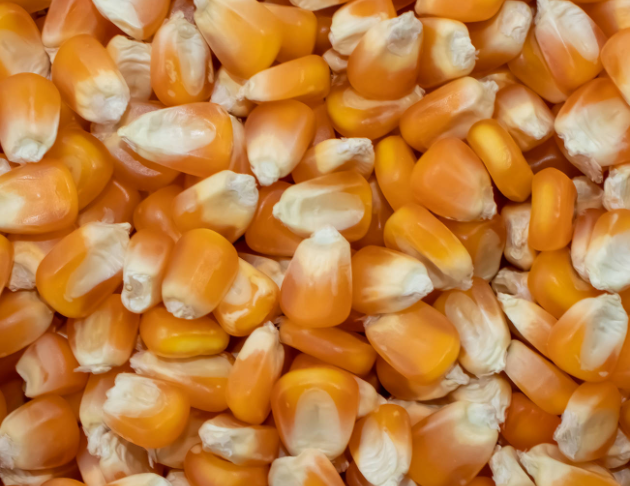 yellow corn grain