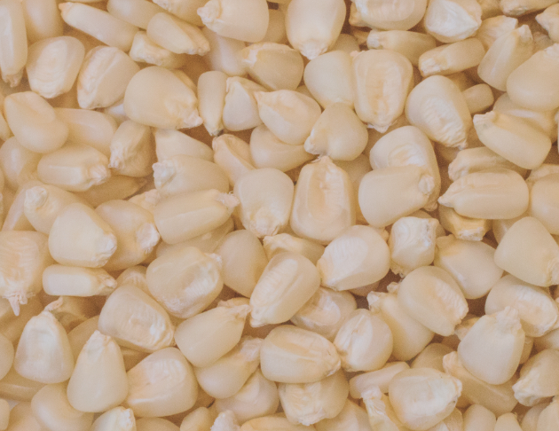 white corn grain